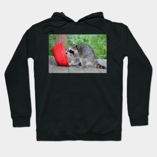 Sweet Baby Raccoon Hoodie